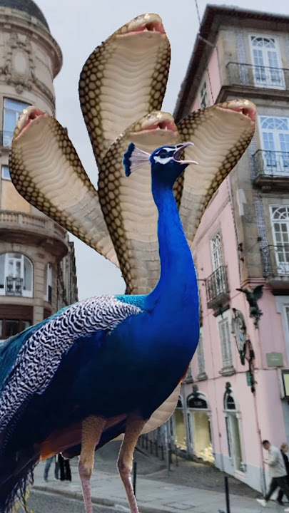 Beautiful bird peacock 🦚🐍😱#shortvideos #shorts #shortsfeed #birds