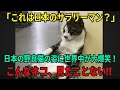 【海外の反応】「これが日本のサラリーマン?」日本の野良猫の姿に世界が爆笑!こんな猫、見たことない!