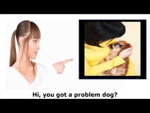 barking-chihuahua-problem---barking-is-all-part-of-the-chihuahua-temperament
