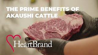 Learn about the prime benefits of Akaushi cattle. HeartBrand Cattle. by Superior Productions 954 views 1 month ago 20 minutes