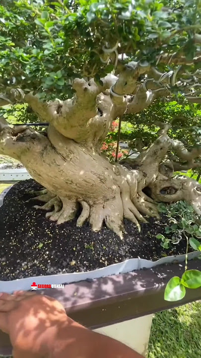 Download lagu 🔴Bonsai sancang SULTAN yang sangat ISTIMEWA🤩 Mr. I Nyoman Ary Nurjaya #bonsai #bonsaiindonesia