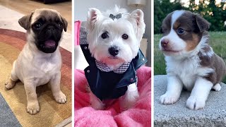 THE BEST FUNNY DOG VIDEOS OF 2022! 🐶 by The Dog Squad 81,351 views 1 year ago 10 minutes, 43 seconds