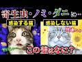 【今さら聞けない】閲覧注意！猫のノミ・ダニ予防って何をしたら良いの？見分け方と対処法を猫プロが徹底解説！
