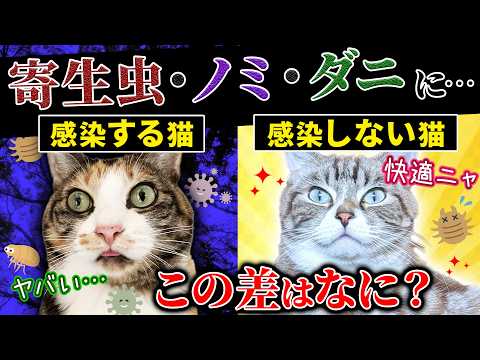 【今さら聞けない】閲覧注意！猫のノミ・ダニ予防って何をしたら良いの？見分け方と対処法を猫プロが徹底解説！