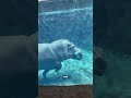 Hippos can't swim #animals #youtubeshorts