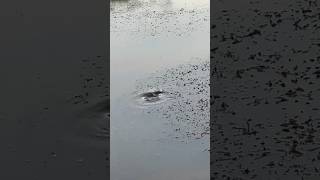 Loch Ness Monster Spotted