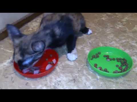 Kitty is very hungry - 2ep. ! #cat #cats