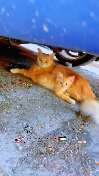 🥺kesian🇵🇸so sad #catlover #help #hungry #saveanimals #savepaletine #allah #sedekah #tolong #bantu