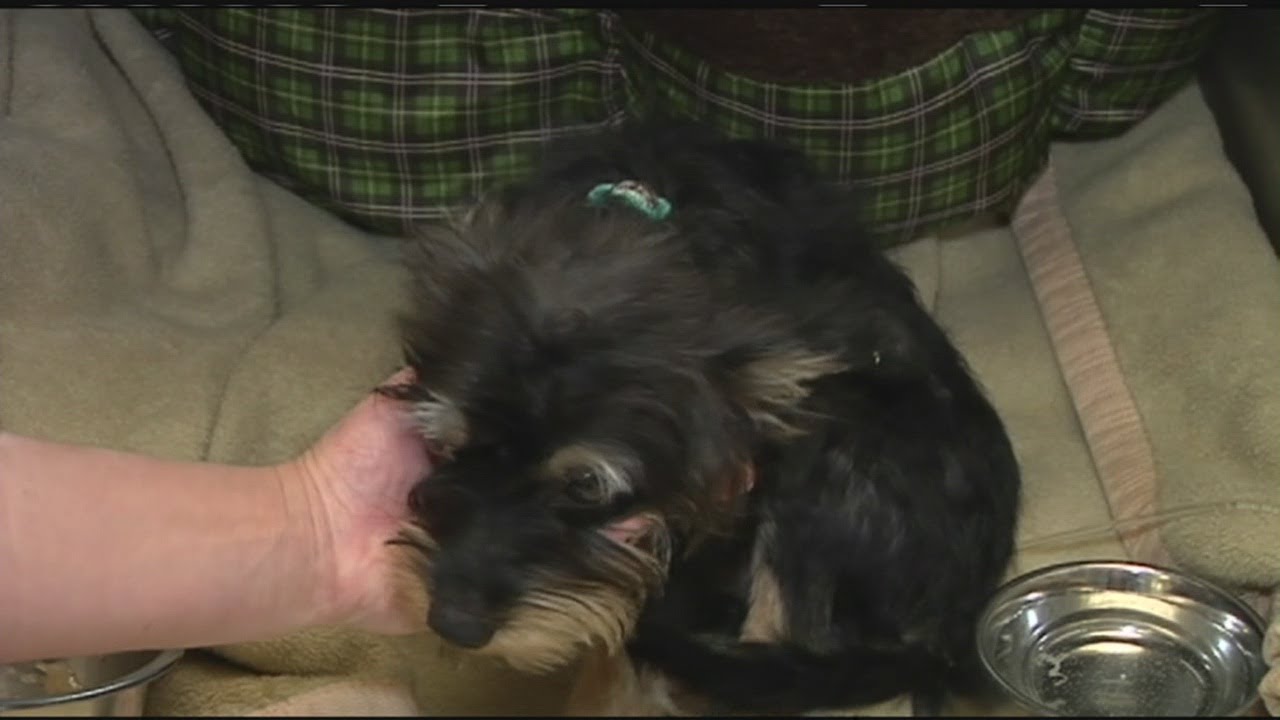 Dog thrown from car now up for adoption YouTube