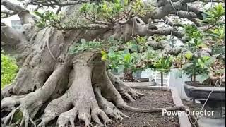 Memanjakan Mata Dengan Koleksi Bonsai Bapak Handoyo || Kota Sragen Jawa Tengah.