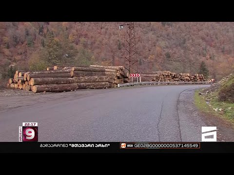 ნაძვი, მუხა, რცხილა, წიფელი | სვანეთში მრავალწლოვანი ხეებს უკონტროლოდ ჭრიან