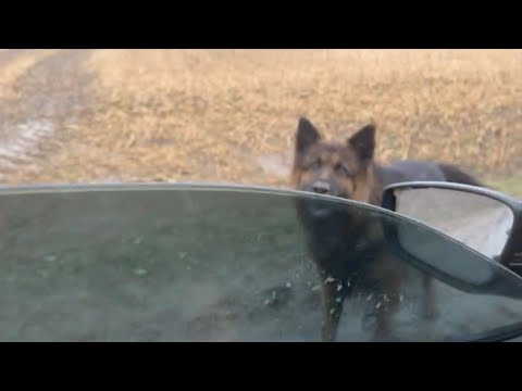 Wideo: Family Of K9 Police Dog Heart Broken, ponieważ został nagle przydzielony