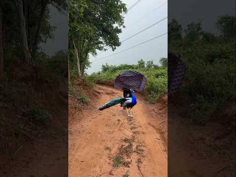 Wait… Is This Peacock Real or VFX? 😱 VFXWhen a Peacock Becomes a Jungle King
