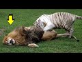 White Tiger VS Powerful Lion - Tigre Blanco VS Leon Quien Gana?