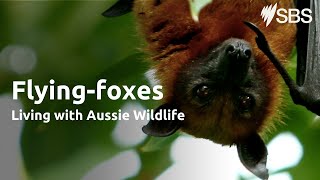 Flying Foxes | Living with Aussie Wildlife | Learn English