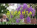 Кустарник Дуранта, для комнатных условий и открытого грунта. Описание растения Дуранта