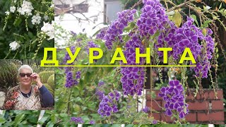 Кустарник Дуранта, для комнатных условий и открытого грунта. Описание растения Дуранта