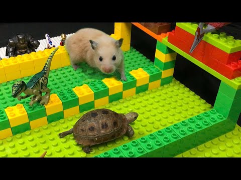 my-funny-pet-hamster-vs-tortoise-in-lego-hamster-race-obstacle-course