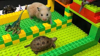 My Funny Pet Hamster vs Tortoise in Lego Hamster Race Obstacle Course