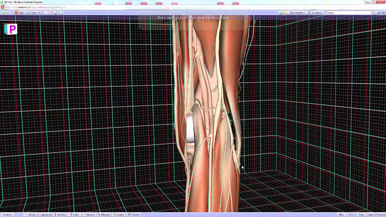 Posterior Thigh and Popliteal Fossa - short 3D video - YouTube
