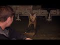 Braving a thunderstorm to find the strange and endangered maned wolf  deadly 60  bbc earth