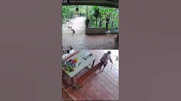 Phản xạ của cụ bà 96 tuổi khi bị rắn hổ mang tấn công| #shorts