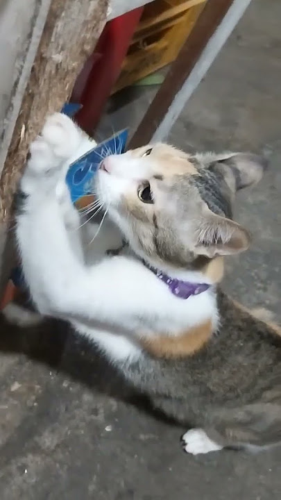 #shortvideo cute cat#catlover#cat beautiful