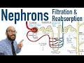 Nephrons - Filtration and Reabsorption Basics