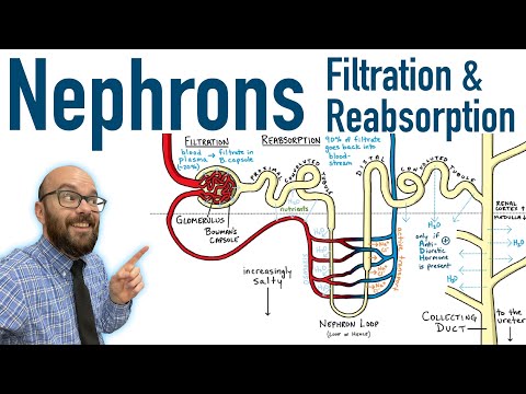 Video: Která struktura nefronu reabsorbuje nejvíce látek?
