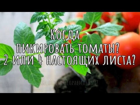 Когда пикировать томаты?