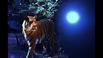 AI HÁT GIỮA RỪNG KHUYA - (TCHYA - ĐÁI ĐỨC TUẤN) - CHƯƠNG 1