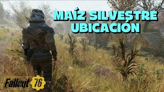 Fallout 76 MAIZ SILVESTRE UBICACIÓN | DESAFIOS DIARIOS COSECHA CUALQUIER FLORA SILVESTRE