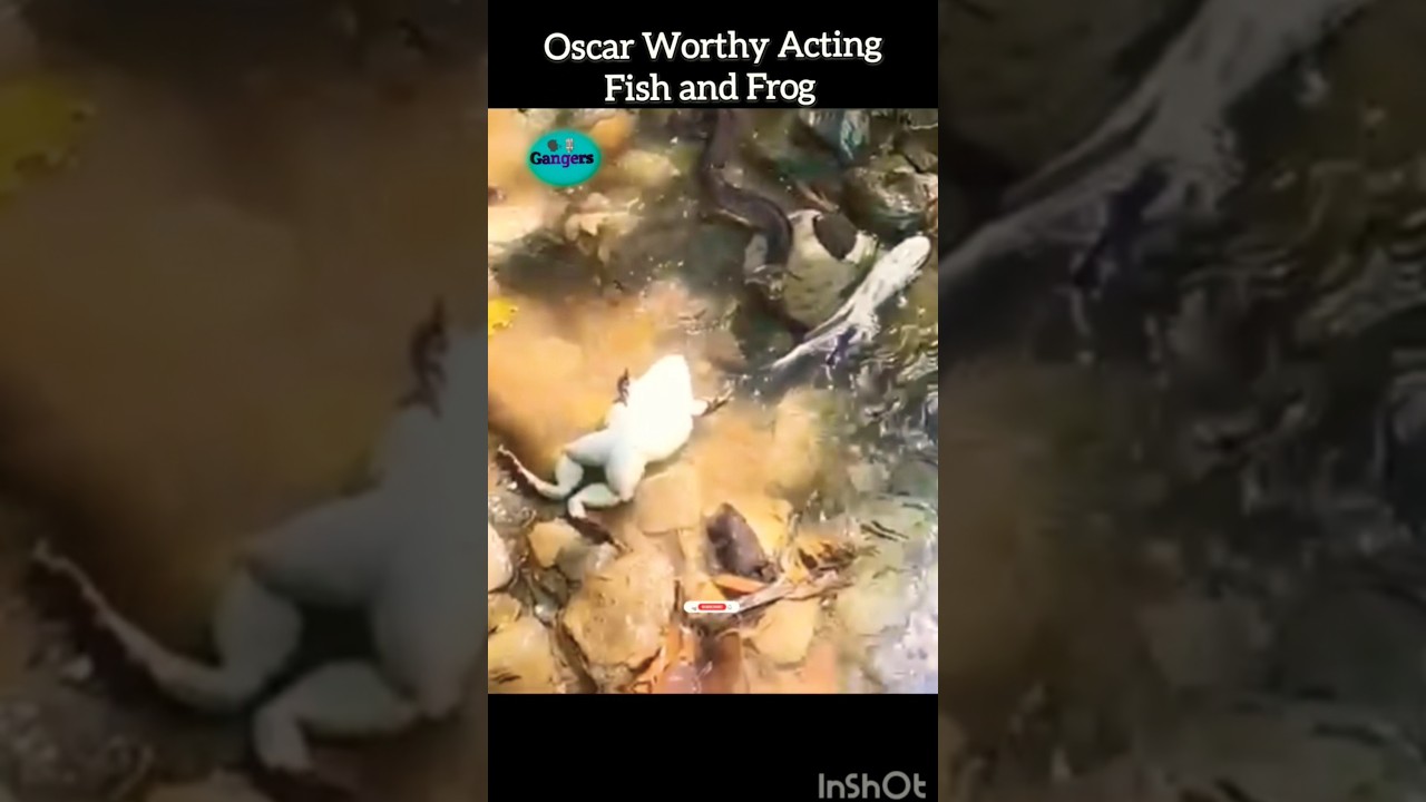 Fish🐟 & Frog🐸 play Dead 😂🤣😱🥶 (Beat Animal Acting) 