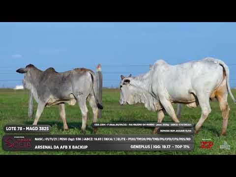 LOTE 78 MAGD 3825