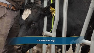 One Million Cows Can