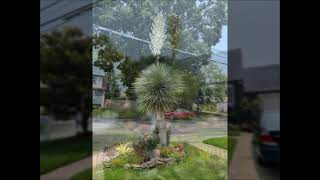 yucca rostrata blooming