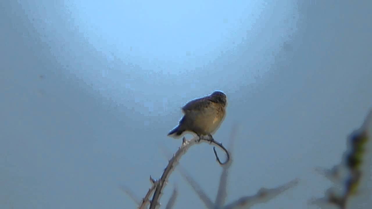 photography en español Stonechat (Juvenile)