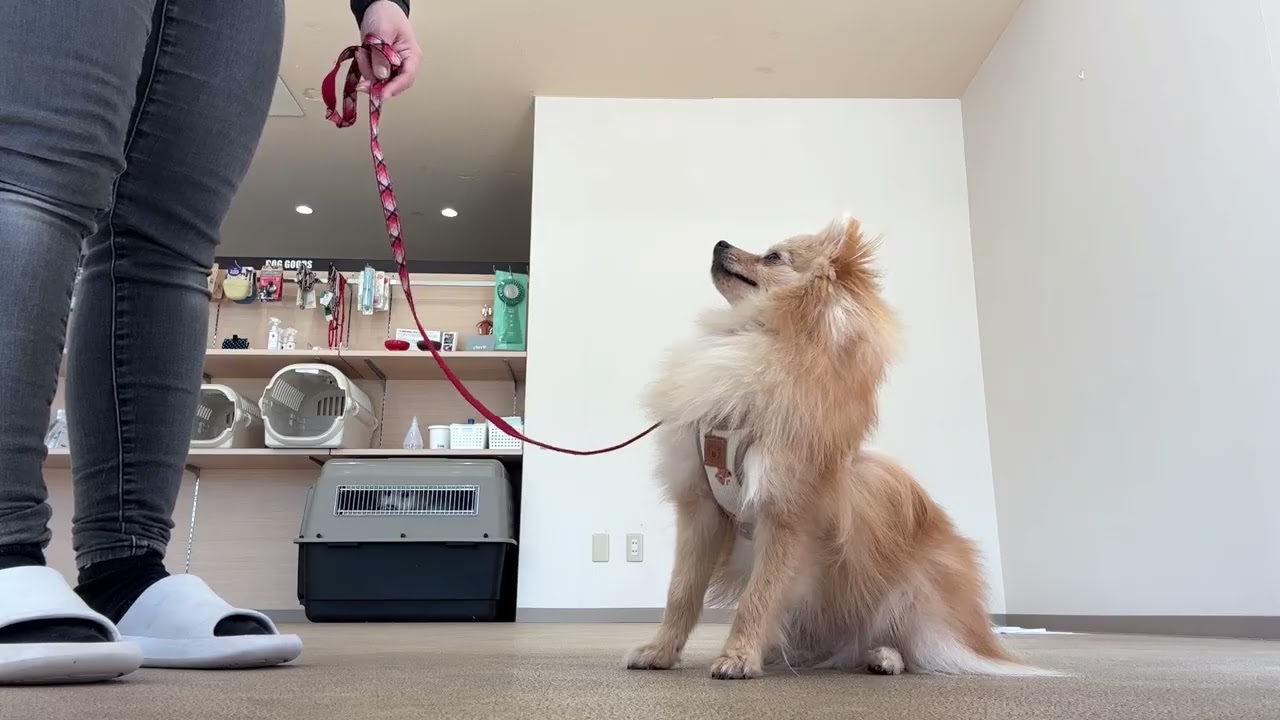 Обучение по уходу за Чай-чан 2026.02.29 Ногаки