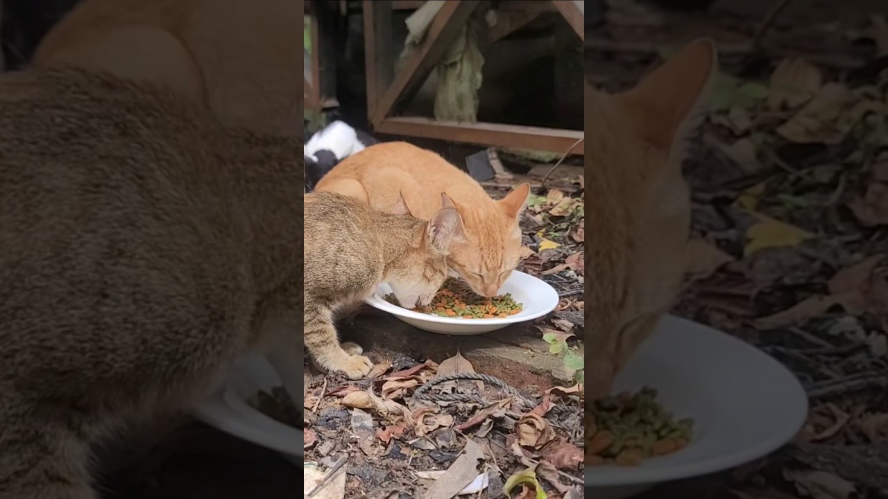 Nature Mode: My Cats Enjoy the Outdoors 🌿🐾 