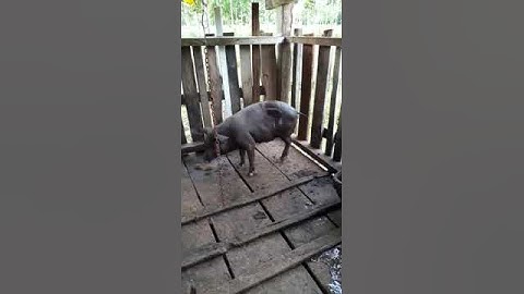 porca capada