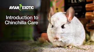 Introduction to Chinchilla Care