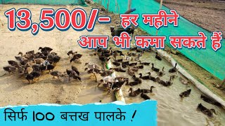 13500 हर महीने आप भी कमा सकते हैं, सिर्फ 100 बतख पालके ! screenshot 1