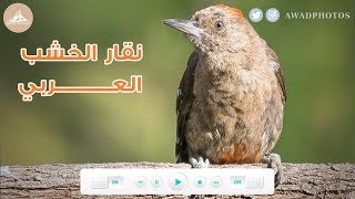 نقار الخشب العربي/ Arabian Woodpecker / Dendrocoptes dorae screenshot 3