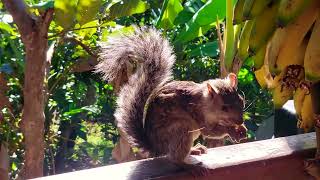 Squirrel me this (unnoir) - Impossible Existence - humans(R)demons