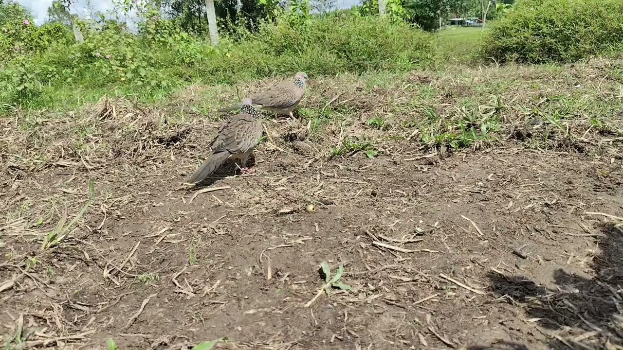 Mồi K10 chinh phục thổ vip