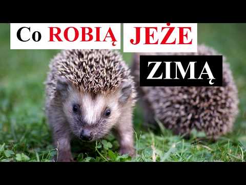 Wideo: Gdzie I Jak Jeże Zimują