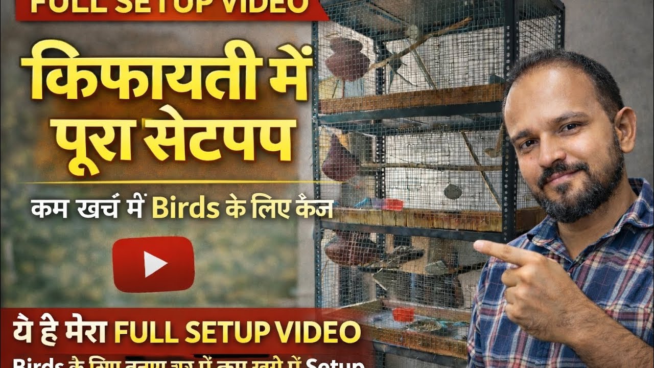 कम खर्च में 4 खानों का बर्ड सेटअप तैयार 😍 | Love Bird, Cockatiel, Bajri के लिए नया घर #birds 
