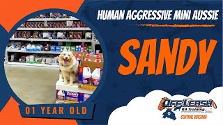 Sandy 1 yo human aggressive Mini Aussie Best Virginia Dog Trainers Aggressive Mini Aussie Did So Good 4 Guard Shape Up Cc