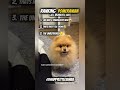 Top 3 Pomeranian Cute Moments EVER! 😍 #pomeranian #funny #cute #shorts