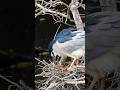 This Night Heron Is Deep in Nest Building Mode